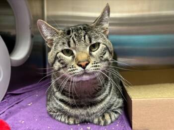 Miso -  Domestic Short Hair Cat for Adoption - Miso | PetCurious