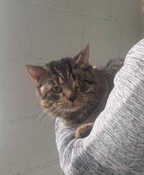 Domestic Short Hair Cats Available for Adoption in West Mifflin, Pennsylvania - Rev | PetCurious