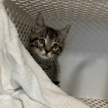 Hamilton -  Domestic Short Hair Cat for Adoption in Binghamton, New York - Hamilton | PetCurious