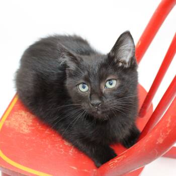 Rescue Domestic Short Hair Cats for Adoption in Martensdale, Iowa - Ruckus | PetCurious