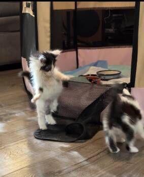 kit2 Meeko -  Domestic Medium Hair Cat for Adoption in Diamond Springs, California - Kit2 Meeko | PetCurious