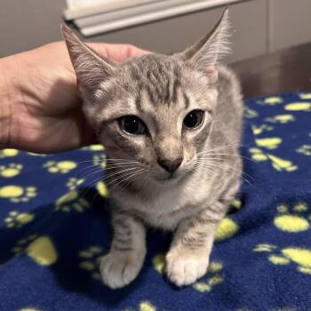 Lolo 26-07-062 -  Domestic Short Hair Cat for Adoption in Bastrop, Texas - Lolo 26-07-062 | PetCurious