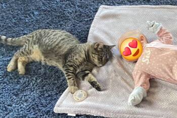 Meowzers -  Tabby Cat for Adoption in Springfield, Oregon - Meowzers | PetCurious
