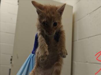 CALCIFER -  Domestic Short Hair Cat for Adoption in Santa Fe, New Mexico - CALCIFER | PetCurious