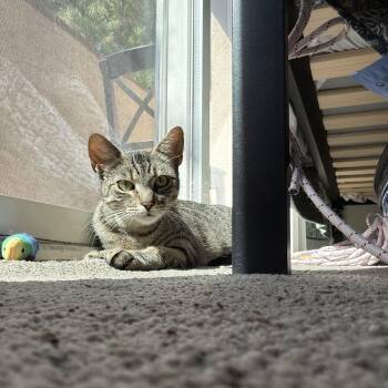 Rescue Domestic Short Hair Cats for Adoption in Los Angeles, California - Suzuki 4-Stroke | PetCurious