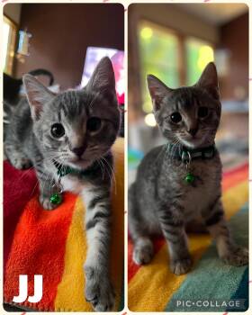 JJ -  Domestic Short Hair Cat for Adoption in Newberg, Oregon - JJ | PetCurious