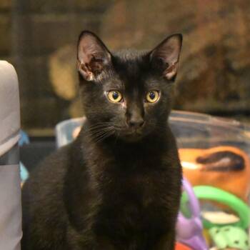 Jiji -  Domestic Short Hair Cat for Adoption in Fort Worth, Texas - Jiji | PetCurious
