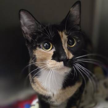 Domestic Short Hair Cats Available for Adoption in Pittsford, Vermont - Celeste | PetCurious
