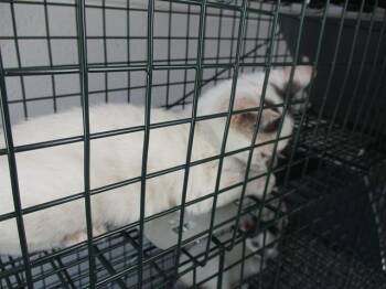 EFFIE -  Domestic Short Hair Cat for Adoption in Ocala, Florida - EFFIE | PetCurious