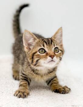 Lucy is a baby LOVER - She will make u the luckiest BFF -  Tabby and Bengal Cat for Adoption in Bedford Hills, New York - Lucy Is A Baby LOVER - She Will Make U The Luckiest BFF | PetCurious