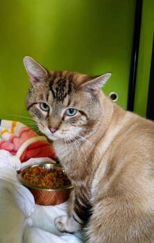 Notorious C.A.T -  Domestic Short Hair Cat for Adoption in Hardeeville, South Carolina - Notorious C.A.T | PetCurious