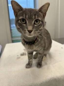 Peace -  Domestic Short Hair Cat for Adoption in Lafayette, Indiana - Peace | PetCurious