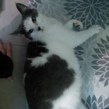 Domestic Short Hair Cats Available for Adoption in Cincinnati, Ohio - Purrari | PetCurious