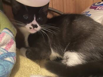 Billyblacky (and Nelly) -  Domestic Short Hair Cat for Adoption in Trenton, New Jersey - Billyblacky (and Nelly) | PetCurious
