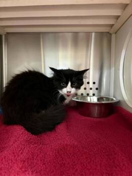 PERSIMMON -  Domestic Long Hair Cat for Adoption in St. Peters, Missouri - PERSIMMON | PetCurious