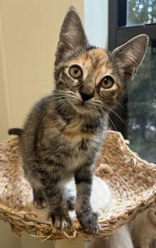 Rescue Domestic Short Hair Cats for Adoption in Cashiers, North Carolina - Flame | PetCurious