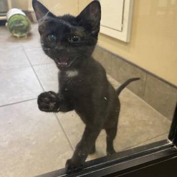 Dante -  Domestic Short Hair Cat for Adoption in Dubuque, Iowa - Dante | PetCurious