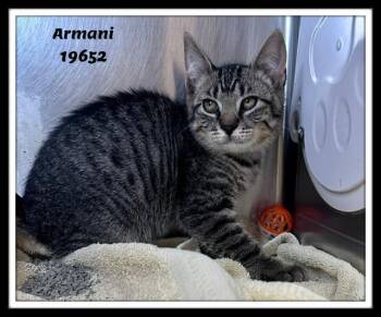 ARMANI -  Domestic Short Hair and Tabby Cat for Adoption in Marietta, Georgia - ARMANI | PetCurious