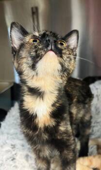 Rescue Tortoiseshell Cats for Adoption in Chapel Hill, North Carolina - Kay | PetCurious