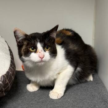 Rescue Domestic Short Hair Cats for Adoption in Tulsa, Oklahoma - B-Parker | PetCurious