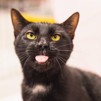 Domestic Short Hair Cats Available for Adoption in Lynchburg, Virginia - Lupin | PetCurious