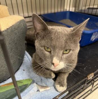 Clint -  Domestic Short Hair Cat for Adoption in Webster, Massachusetts - Clint | PetCurious