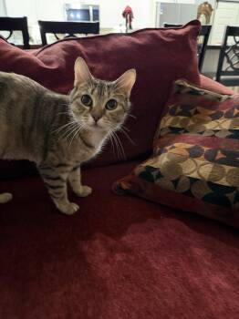 Domestic Short Hair Cats Available for Adoption in Camden, South Carolina - Crockpot (Available For Pre-adoption) | PetCurious