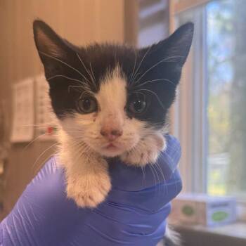 Domestic Short Hair Cats Available for Adoption - Classic Catalina | PetCurious