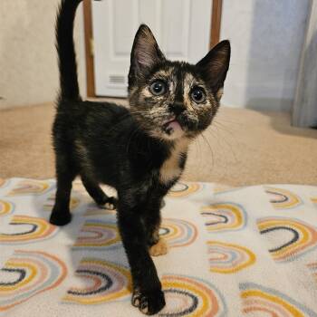 Tiger Shark -  Domestic Short Hair Cat for Adoption in Bryan, Texas - Tiger Shark | PetCurious