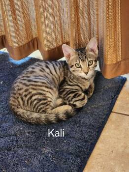 Kali -  Domestic Short Hair Cat for Adoption in Lancaster, California - Kali | PetCurious