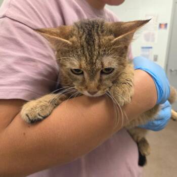 Special -  Domestic Short Hair Cat for Adoption in Chattanooga, Tennessee - Special | PetCurious