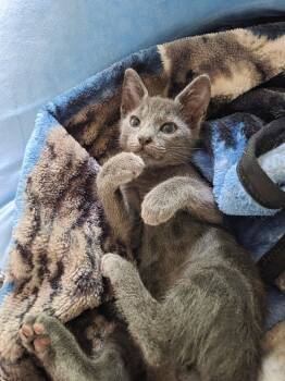 Tippi -  Domestic Short Hair Cat for Adoption in Locust Grove, Georgia - Tippi | PetCurious