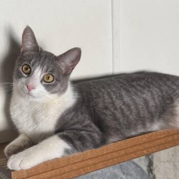 Grayson -  Domestic Short Hair Cat for Adoption in Goshen, Indiana - Grayson | PetCurious