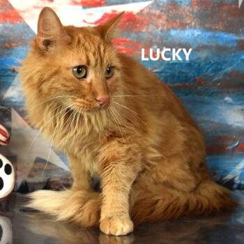 Lucky -  Turkish Angora Cat for Adoption in Yuma, Arizona - Lucky | PetCurious
