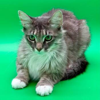 Chanterelle -  Domestic Medium Hair and Maine Coon Cat for Adoption in Los Angeles, California - Chanterelle | PetCurious