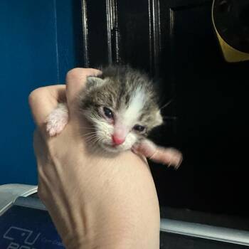 Domestic Short Hair Cats Available for Adoption in Chattanooga, Tennessee - Frankel | PetCurious