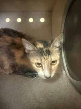 A551834 -  Domestic Short Hair Cat for Adoption in Moreno Valley, California - A551834 | PetCurious