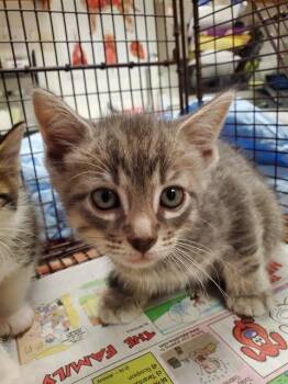 A2480589 -  Domestic Short Hair Cat for Adoption in Fort Lauderdale, Florida - A2480589 | PetCurious