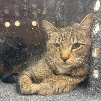 Quiznos -  Domestic Short Hair Cat for Adoption in Reno, Nevada - Quiznos | PetCurious