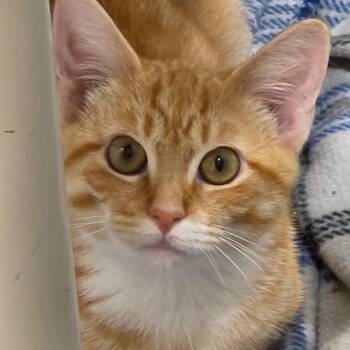 Trapper -  Domestic Short Hair Cat for Adoption in Grinnell, Iowa - Trapper | PetCurious