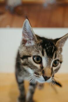 Rescue Domestic Short Hair Cats for Adoption in Jackson, Wyoming - Bagel | PetCurious