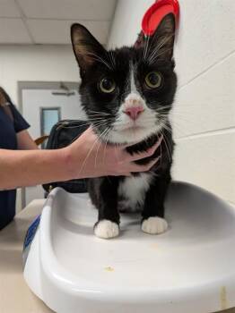 GRIFFIN -  Domestic Short Hair Cat Available for Adoption in St. Peters, Missouri - GRIFFIN | PetCurious