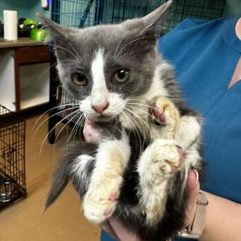 Beowulf -  Domestic Short Hair Cat for Adoption in Gadsden, Alabama - Beowulf | PetCurious
