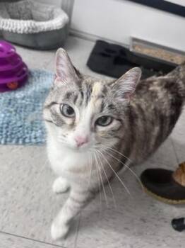 Domestic Short Hair Cats Available for Adoption - Holly | PetCurious