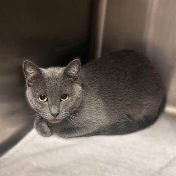 Obviously -  Domestic Short Hair Cat for Adoption in Davenport, Iowa - Obviously | PetCurious