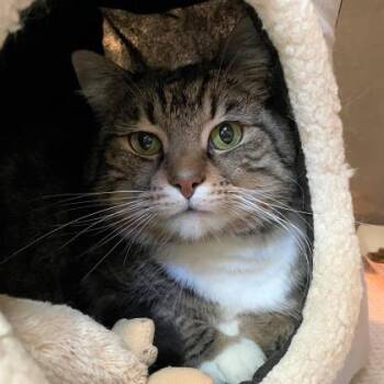 Domestic Short Hair Cats Available for Adoption - Charlene | PetCurious