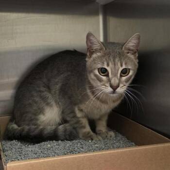 FRANKENBERRY -  Domestic Short Hair Cat for Adoption in St. Louis, Missouri - FRANKENBERRY | PetCurious