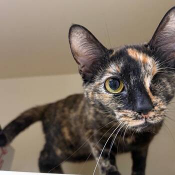 Do -  Domestic Short Hair Cat for Adoption in La Grange, Kentucky - Do | PetCurious