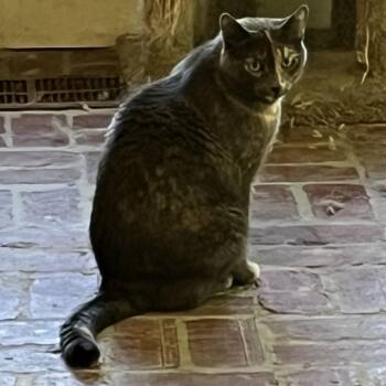 Erica -  Domestic Short Hair Cat for Adoption in Huntsville, Alabama - Erica | PetCurious
