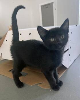 Savion -  Domestic Short Hair Cat Available for Adoption in West Chester, Pennsylvania - Savion | PetCurious